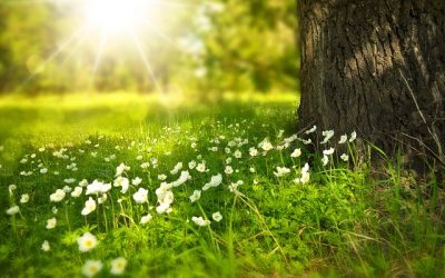Summer Maintenance Tips