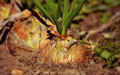 Keeping Your Garden Safe From Pests