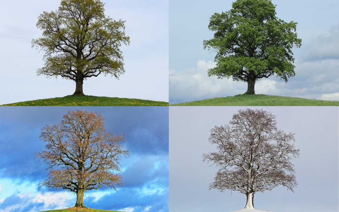 Maintenance For The Different Seasons