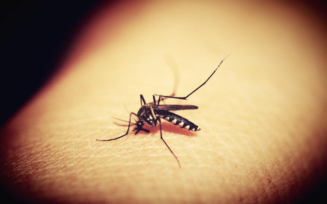 Getting Rid of Mosquitoes